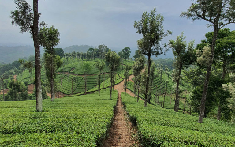 Students Fare Agricultural Tour Nilgiris Ooty Tea Estate India